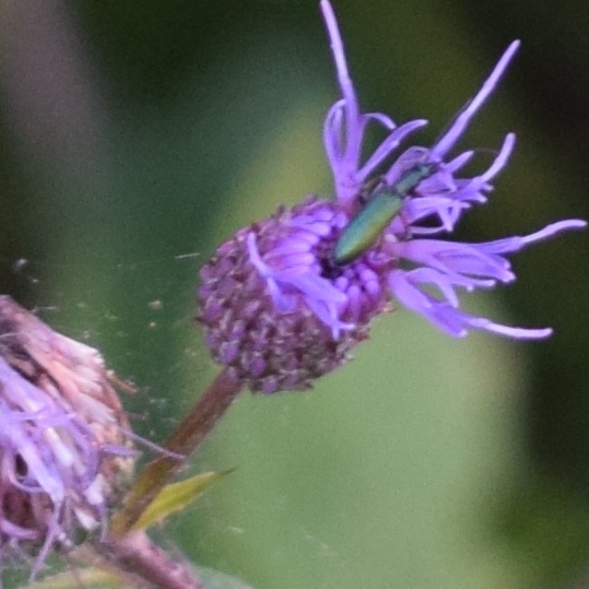 Cirsium arvense